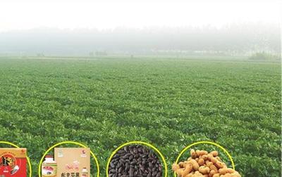 天津薊州區開展特色食品和農副產品專項檢查，嚴守法規保障食品安全